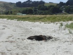 Basking sealion on Otago peninsular